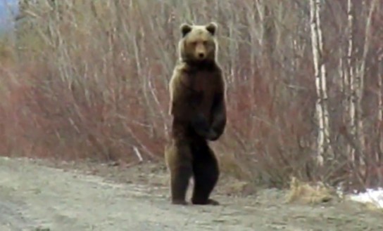 Усинский медведь убежал от охотнадзора