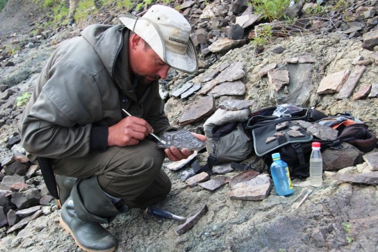 Геологи Коми обнаружили древнейшие окаменелости на Северном Тимане