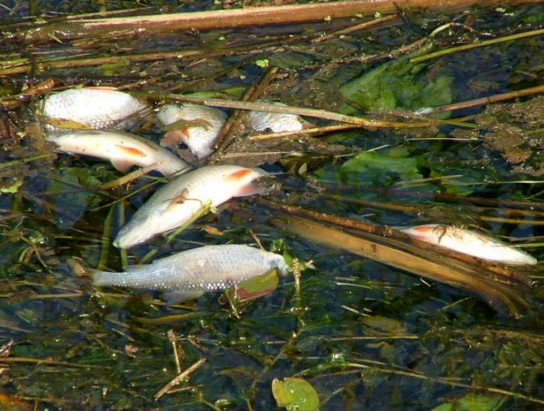 Рыба в Кажымском водохранилище погибла из-за «косяка» строителей