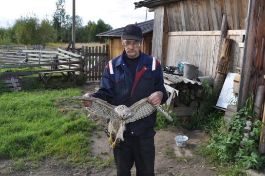 Чупакаброй оказался ястреб-тетеревятник