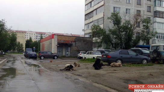В Усинске возобновили отлов бродячих собак