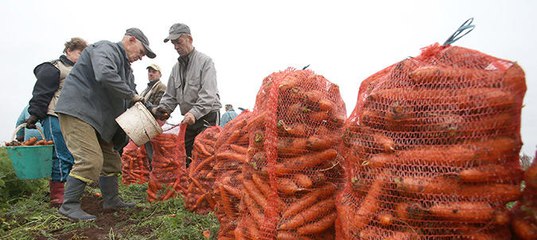 В Сысольском районе завершается уборка урожая