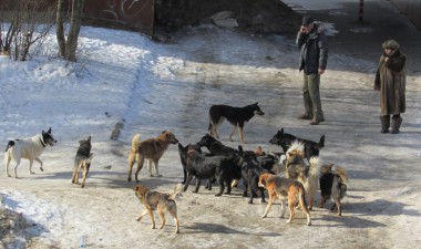 С собачьей сворой не каждый поспорит