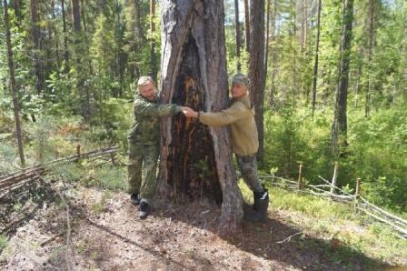 В Прокопьевке обустраивают туристический маршрут к вековым соснам