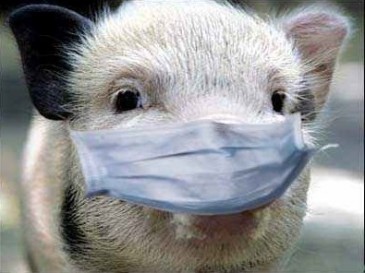 Африканская чума свиней: легче предупредить, чем бороться