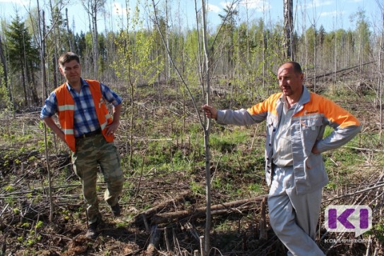 "Монди СЛПК" познакомил журналистов с жизнью на вахте лесозаготовителей и с современным опытом лесовосстановления