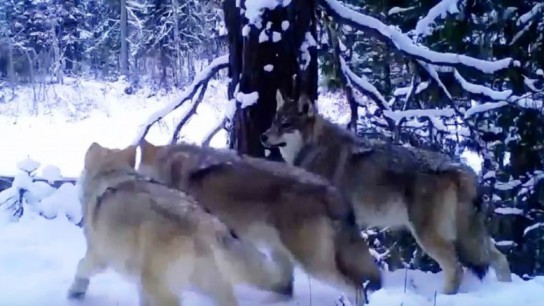 Держать волка в рамках